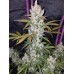 Girl Scout Cookies Auto - FastBuds